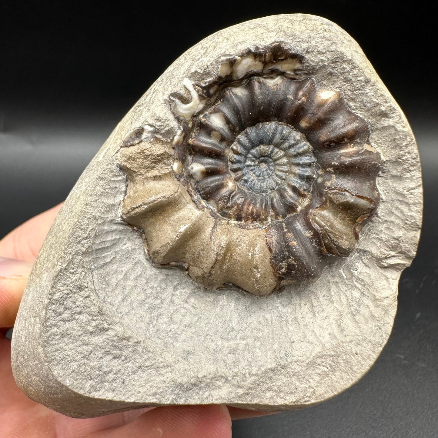Androgynoceras maculatum Ammonite fossil with box and stand - Whitby, North Yorkshire Jurassic Coast Yorkshire Fossils n
