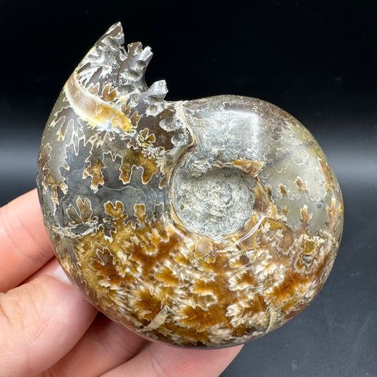 Puzosia Ammonite Fossil With Box And Stand - Cretaceous Ammonite Madagascar