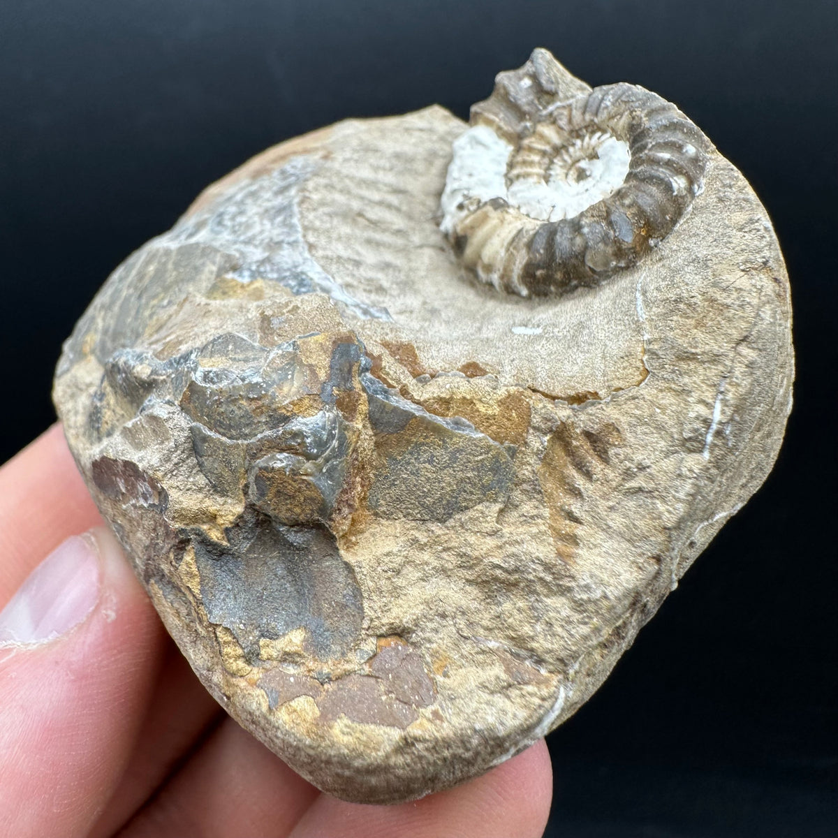 Androgynoceras capricornus Ammonite Fossil With Stand - Whitby, North Yorkshire Jurassic Coast Yorkshire Fossils