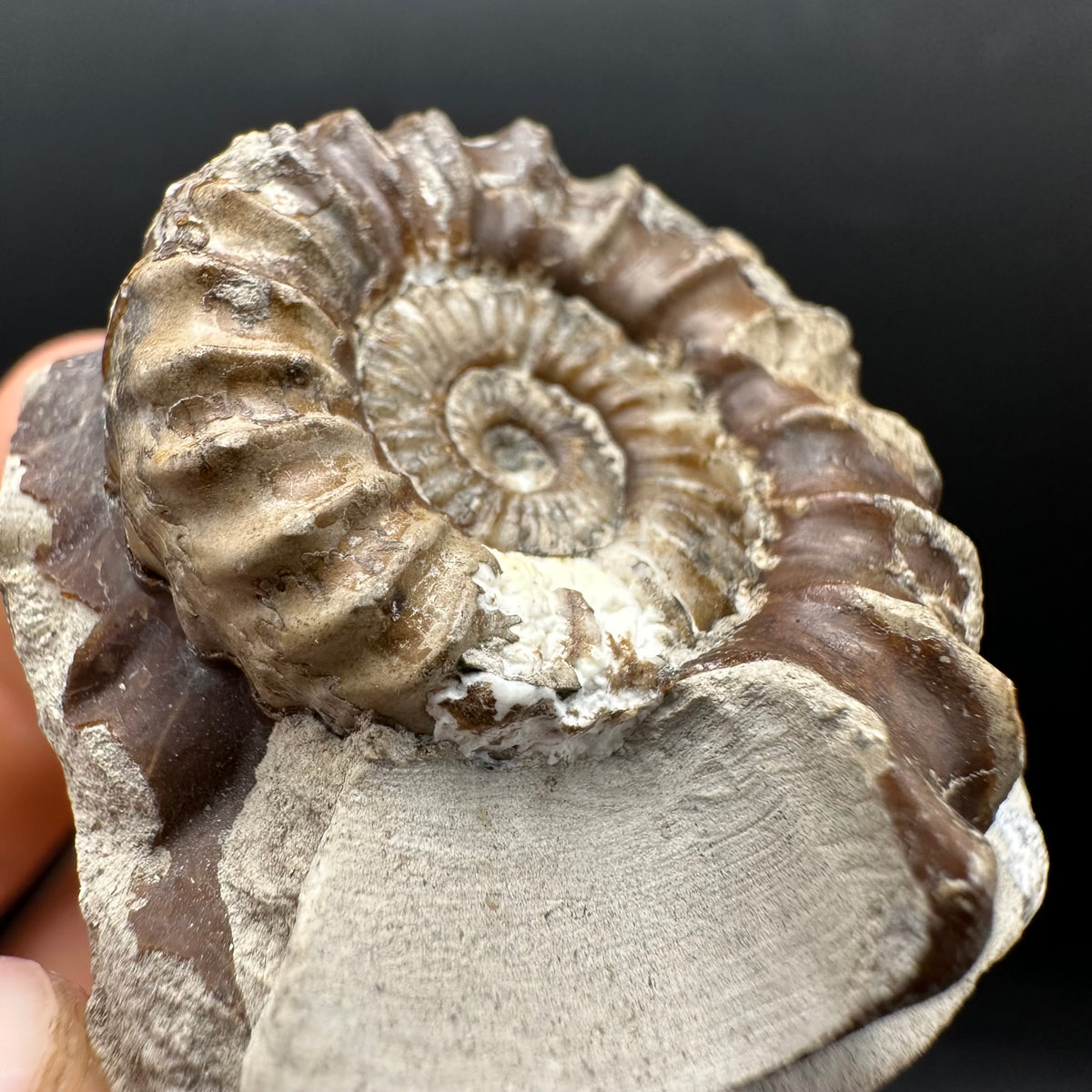 Oistoceras figulinum ammonite fossil with box and stand - Whitby, North Yorkshire Jurassic Coast Yorkshire Fossils