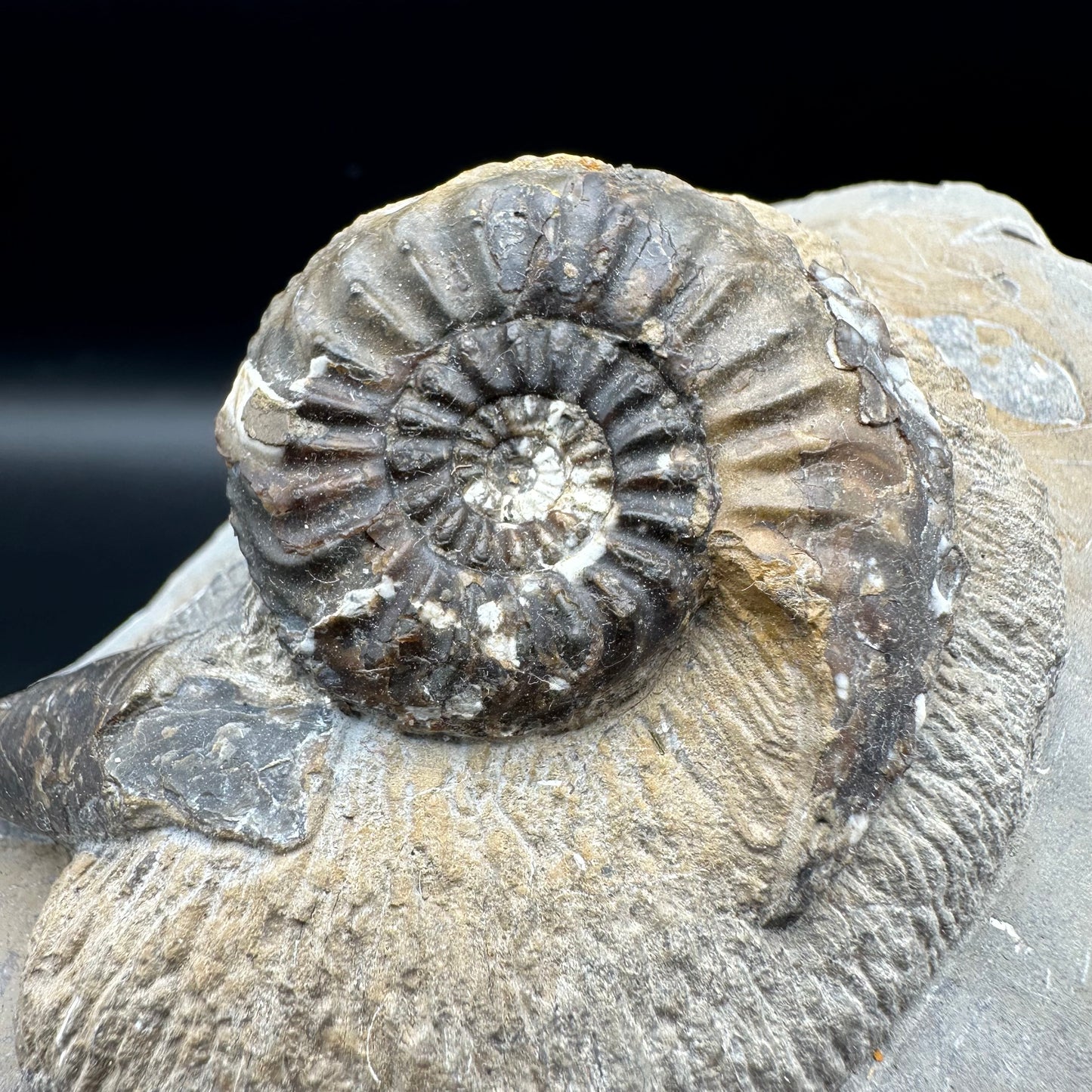 Amaltheus subnodosus ammonite fossil - Whitby, North Yorkshire Jurassic Coast Yorkshire Fossils