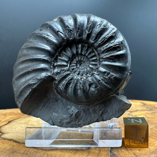 Asteroceras Ammonite fossil with box and stand - Whitby, North Yorkshire Jurassic Coast Yorkshire Fossils