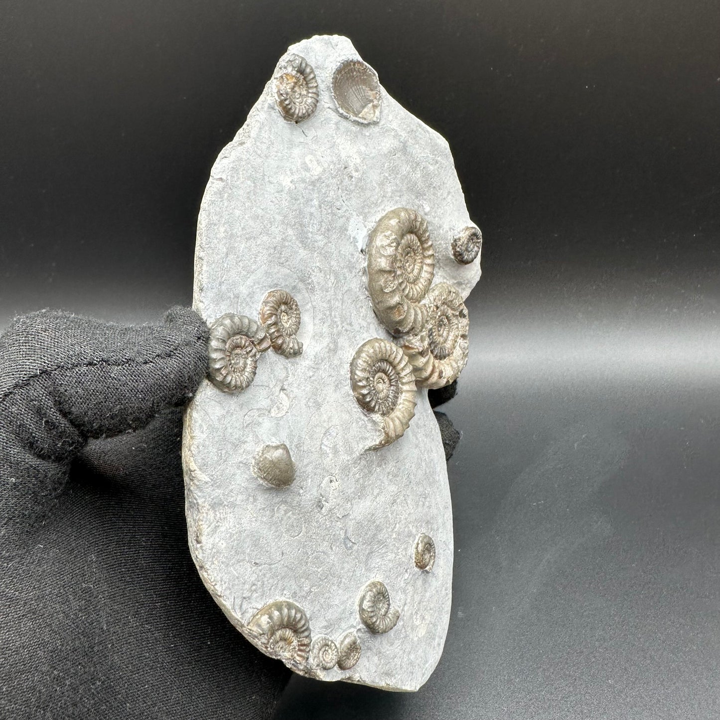 Arnioceras ammonite shell fossil with stand - Whitby, North Yorkshire Jurassic Coast Yorkshire Fossils
