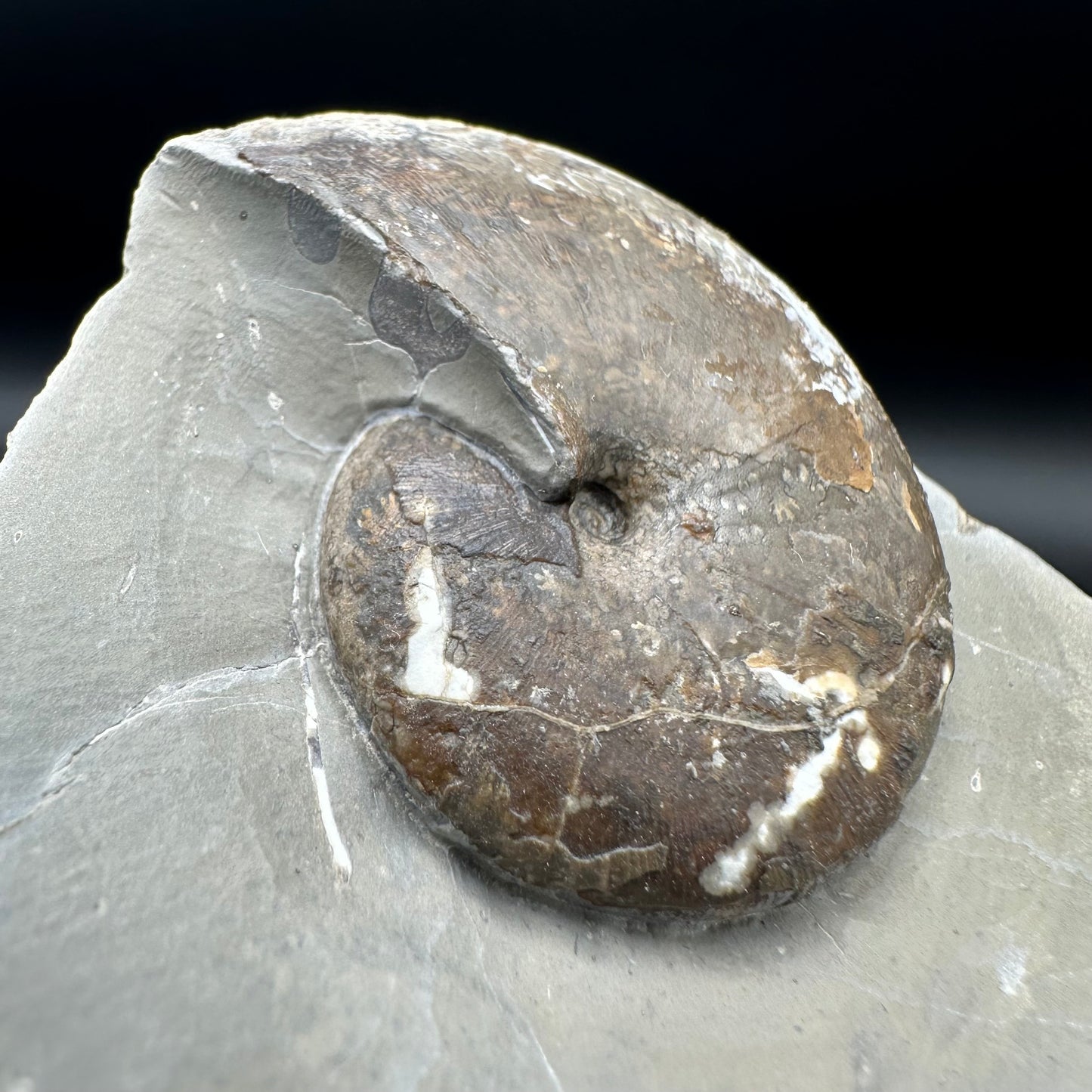 Phylloceras ammonite fossil with box and stand - Whitby, North Yorkshire Jurassic Coast, Yorkshire fossils