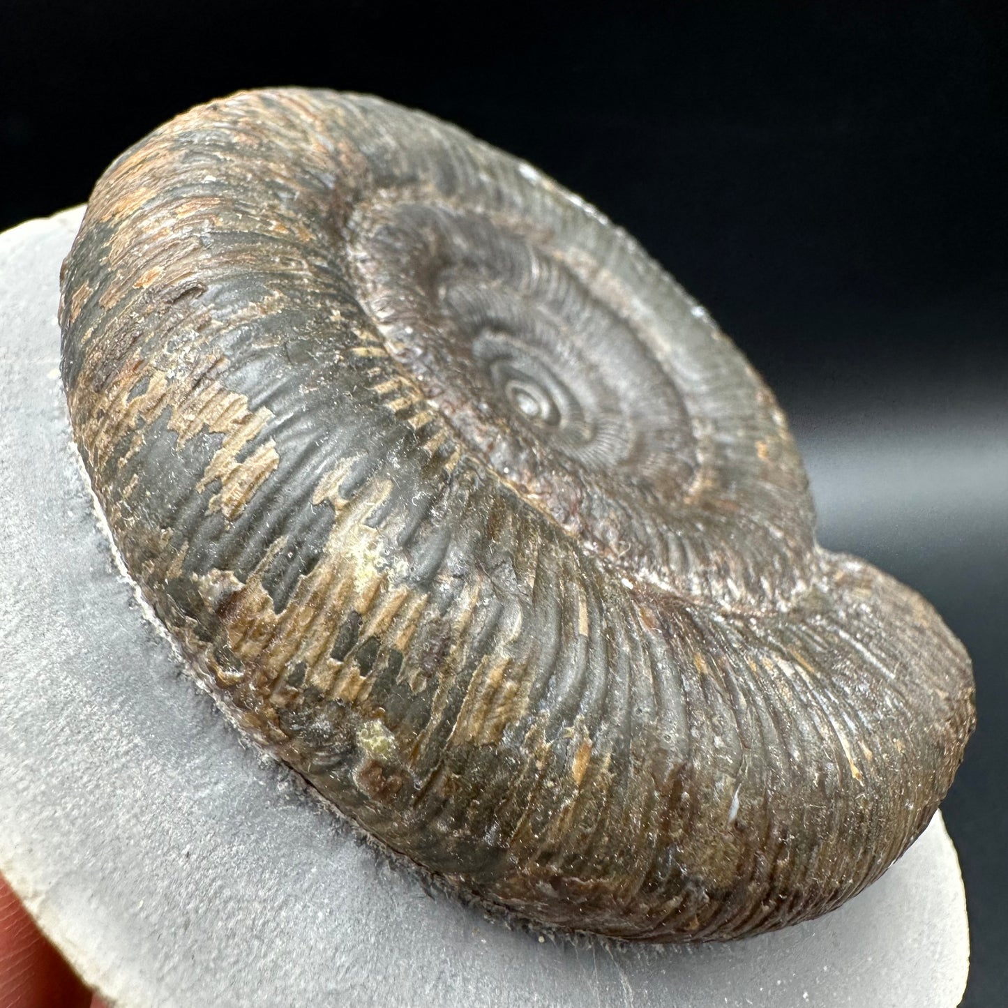 Dactylioceras clevelandicum Ammonite fossil with box and stand - Whitby, North Yorkshire Jurassic Coast