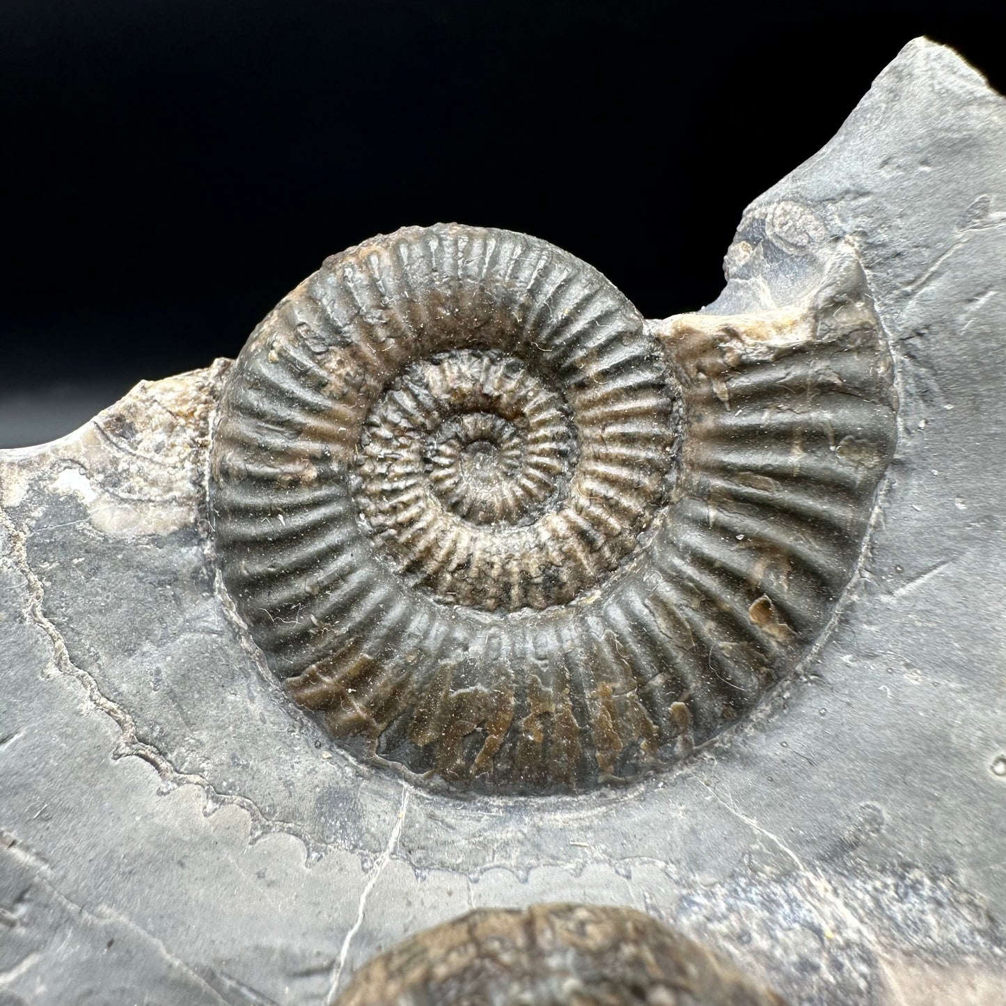 Zugodactylites ammonite fossil with box and stand - Whitby, North Yorkshire Jurassic Coast, Yorkshire fossils