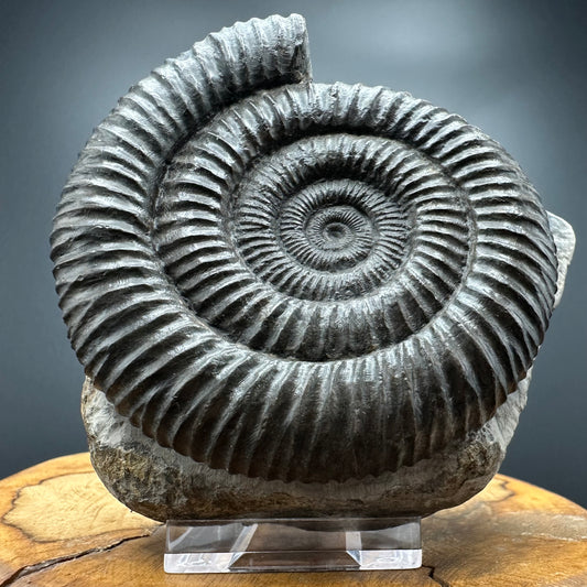 Dactylioceras Ammonite Fossil With box and Stand - Whitby, North Yorkshire Jurassic Coast Yorkshire Fossils