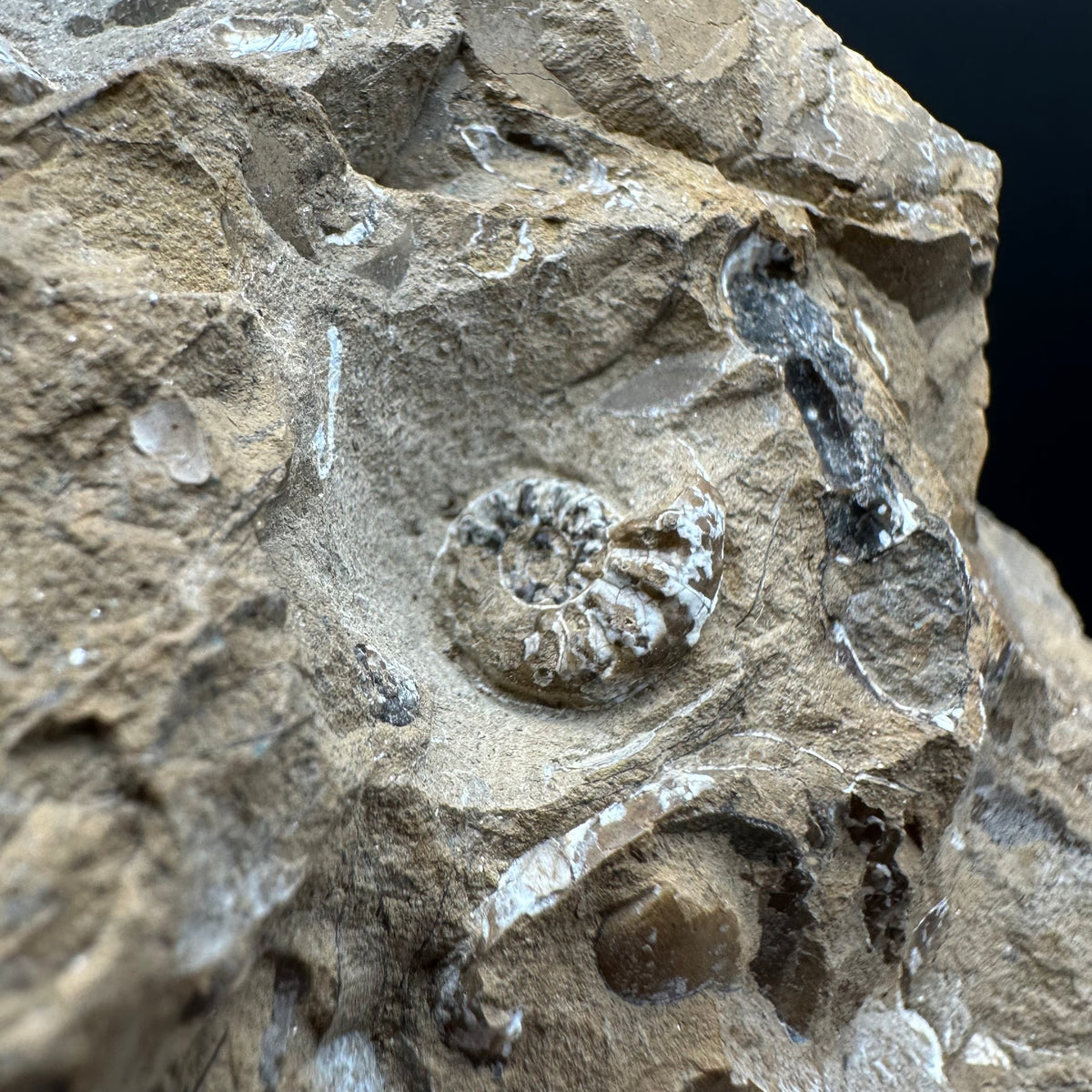 Amaltheus subnodosus Ammonite fossil with stand - Whitby, North Yorkshire Jurassic Coast Yorkshire Fossils
