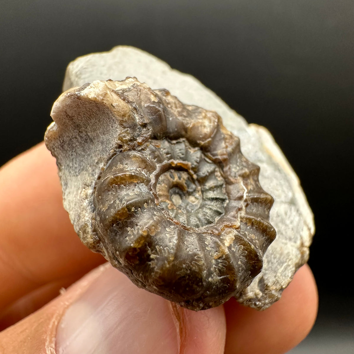 Androgynoceras maculatum ammonite fossil with stand - Whitby, North Yorkshire Jurassic Coast Yorkshire Fossils