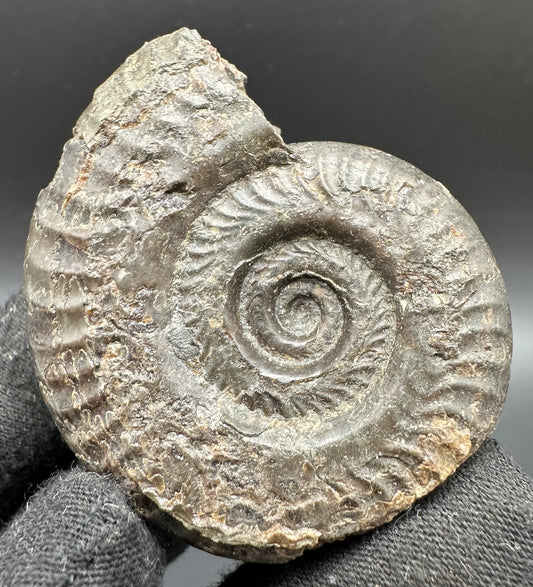 Hildoceras lusitanicum Ammonite fossil with box and stand - Whitby, North Yorkshire, Jurassic Coast, Yorkshire Fossils from the Jurassic Coast