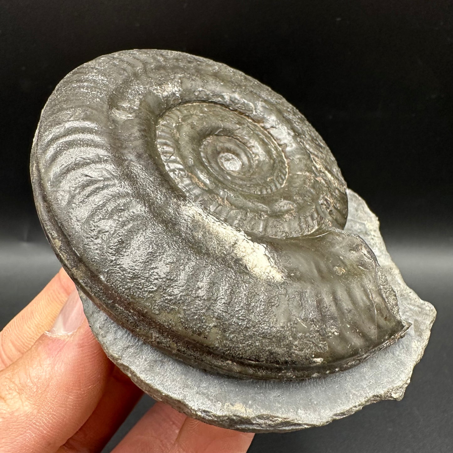 Hildoceras Bifrons Ammonite fossil with box and stand - Whitby, North Yorkshire Jurassic Coast, Yorkshire Fossils from the Jurassic Coast