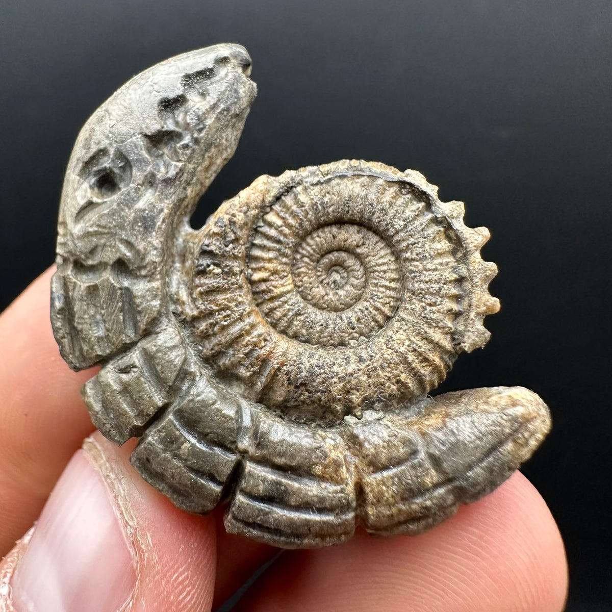 Snakestone Ammonite Fossil With Bag/Box And Stand - Whitby, North Yorkshire Jurassic Coast Yorkshire Fossils