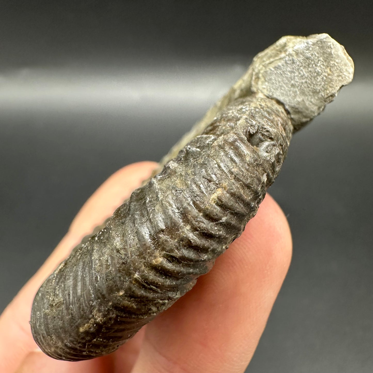 Matrix Free Dactylioceras Ammonite Fossil With Box And Stand - Whitby, North Yorkshire Jurassic Coast Yorkshire Fossils