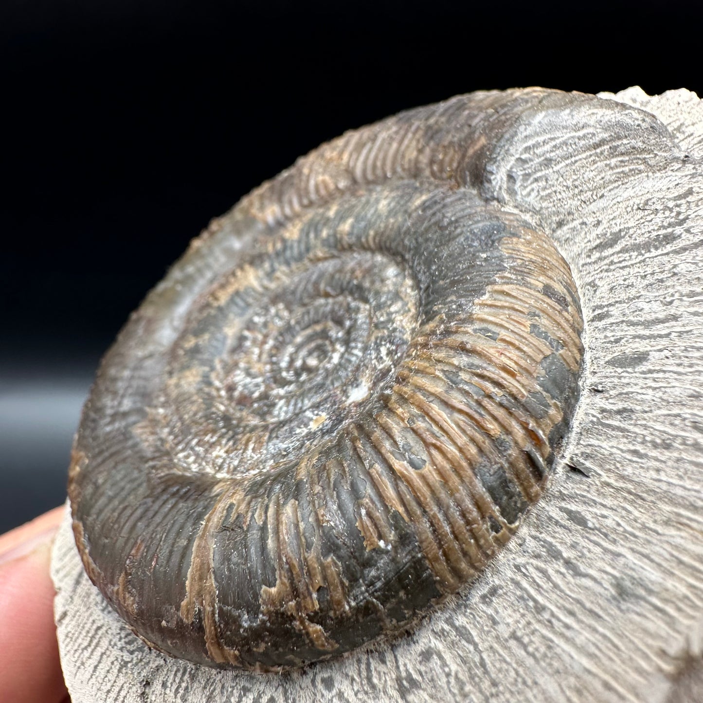 Dactylioceras tenuicostatum Ammonite fossil with box and stand - Whitby, North Yorkshire Jurassic Coast