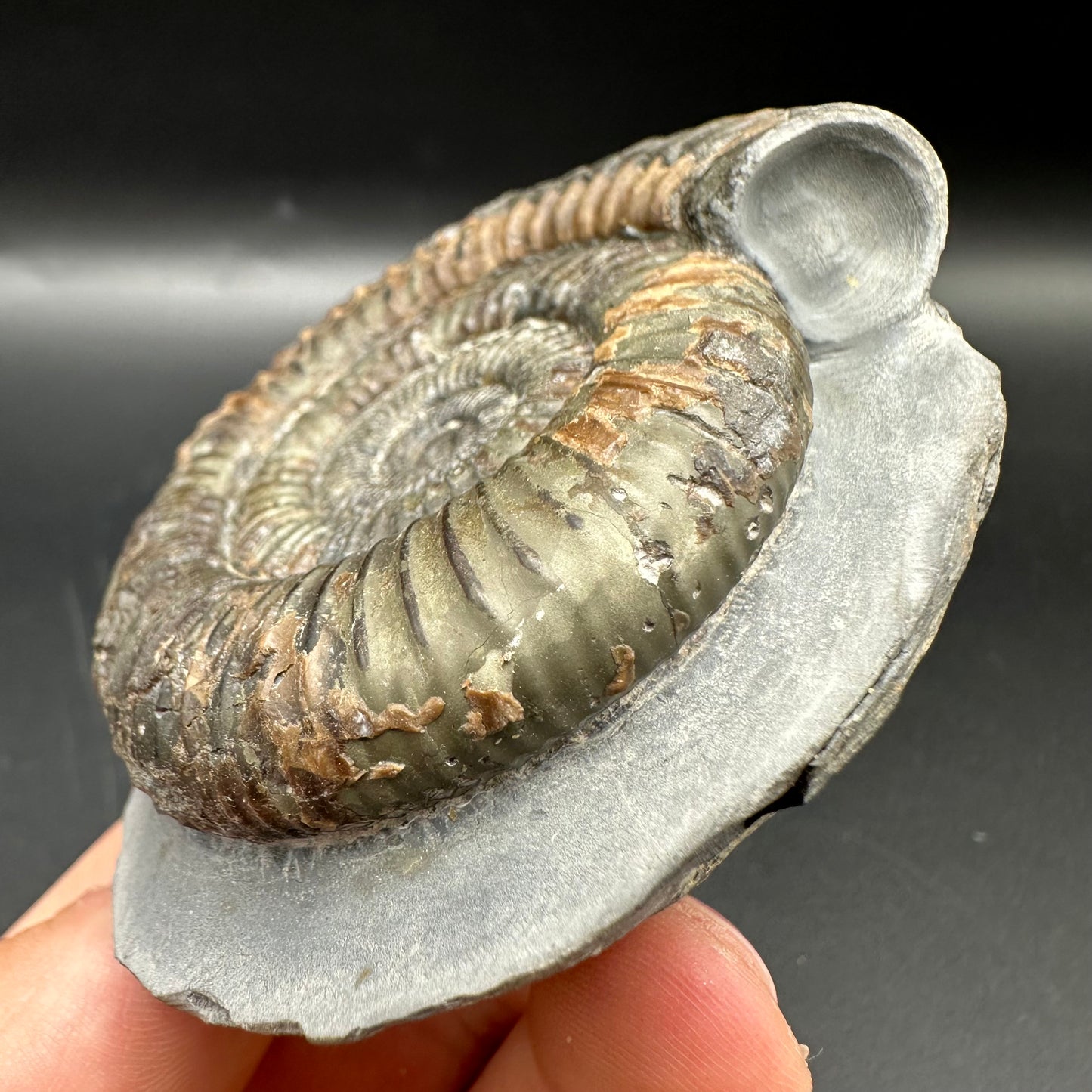 Dactylioceras Ammonite Fossil With Box And Stand - Whitby, North Yorkshire Jurassic Coast Yorkshire Fossils