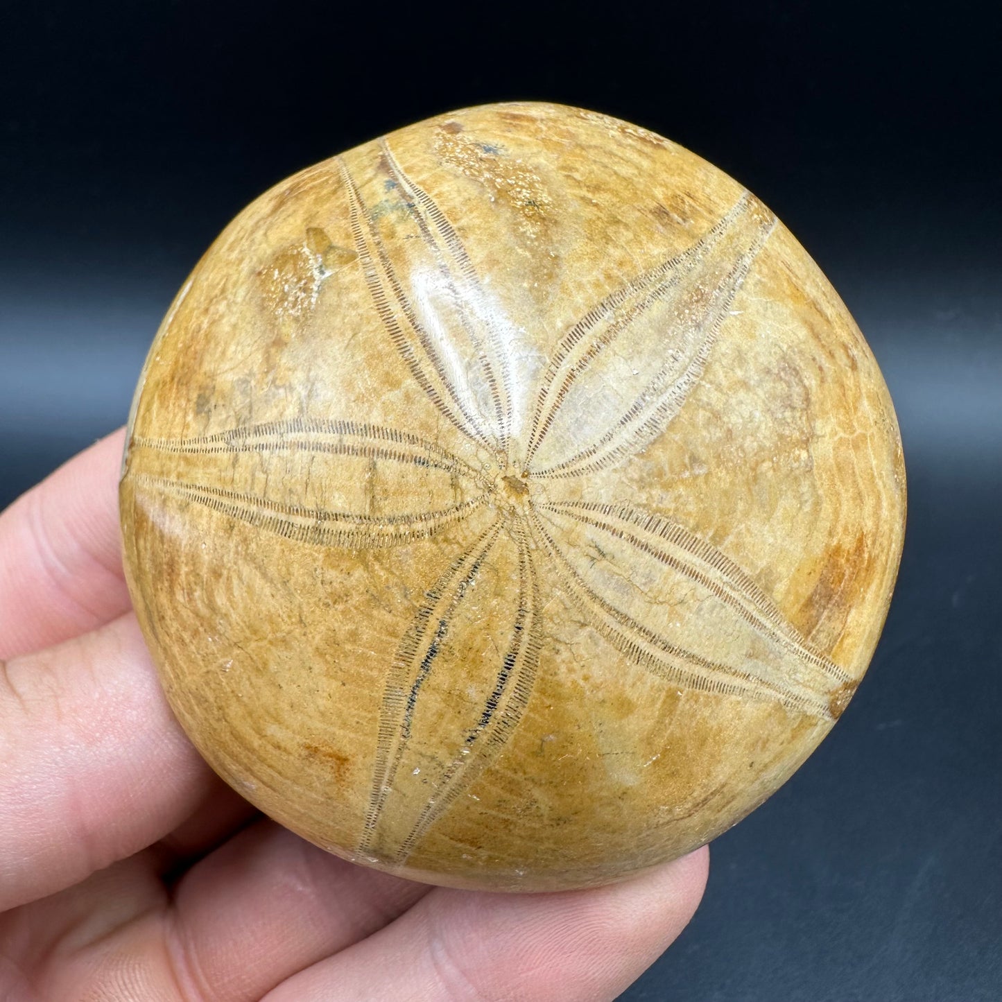 Holectypus Sea Urchin Fossil With Box And Stand - Middle Jurassic Madagascar