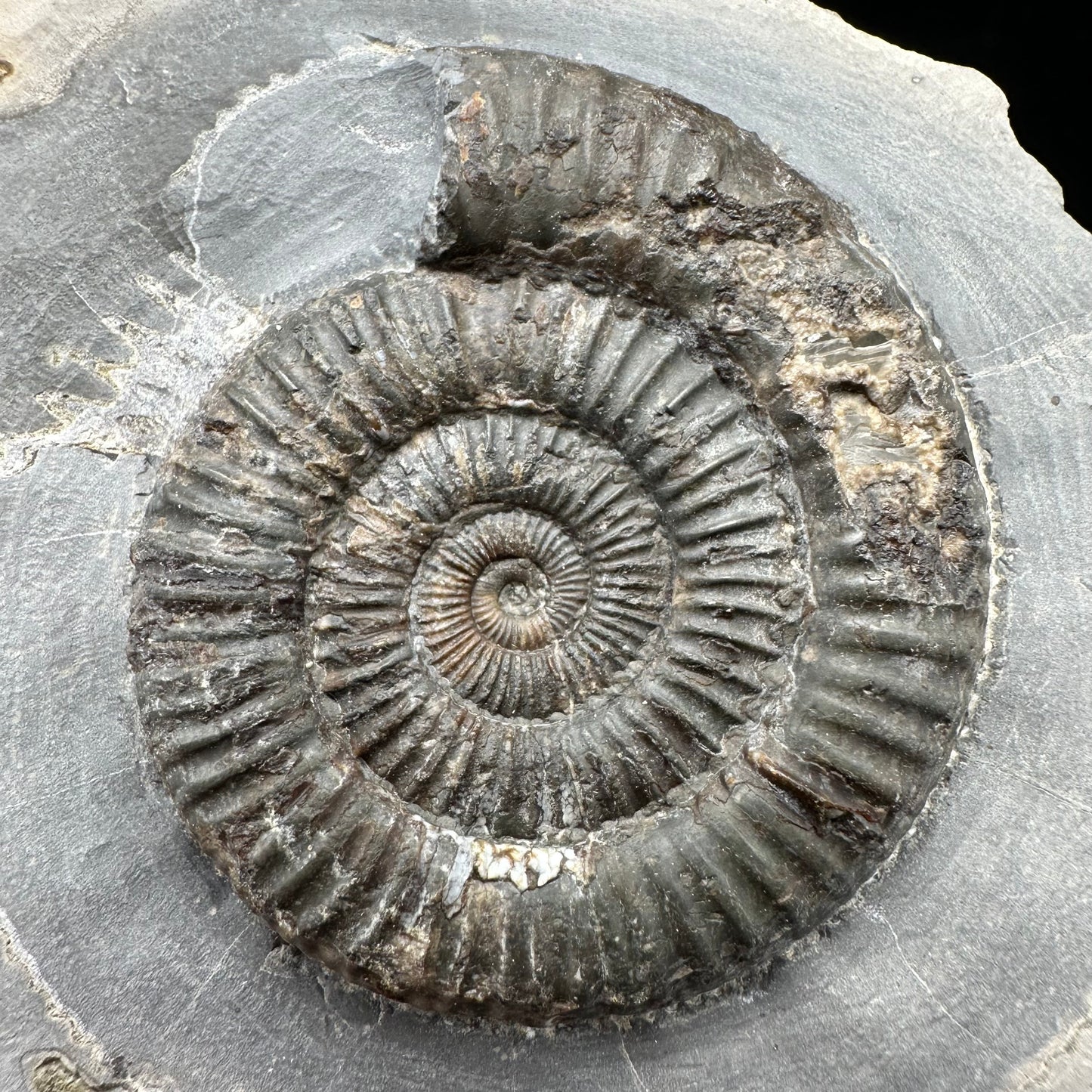 Dactylioceras Ammonite Fossil With Box And Stand - Whitby, North Yorkshire Jurassic Coast Yorkshire Fossils