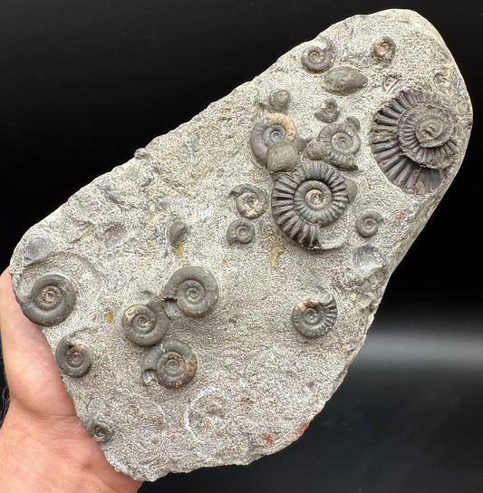 Arnioceras ammonite shell fossil with stand - Whitby, North Yorkshire Jurassic Coast Yorkshire Fossils