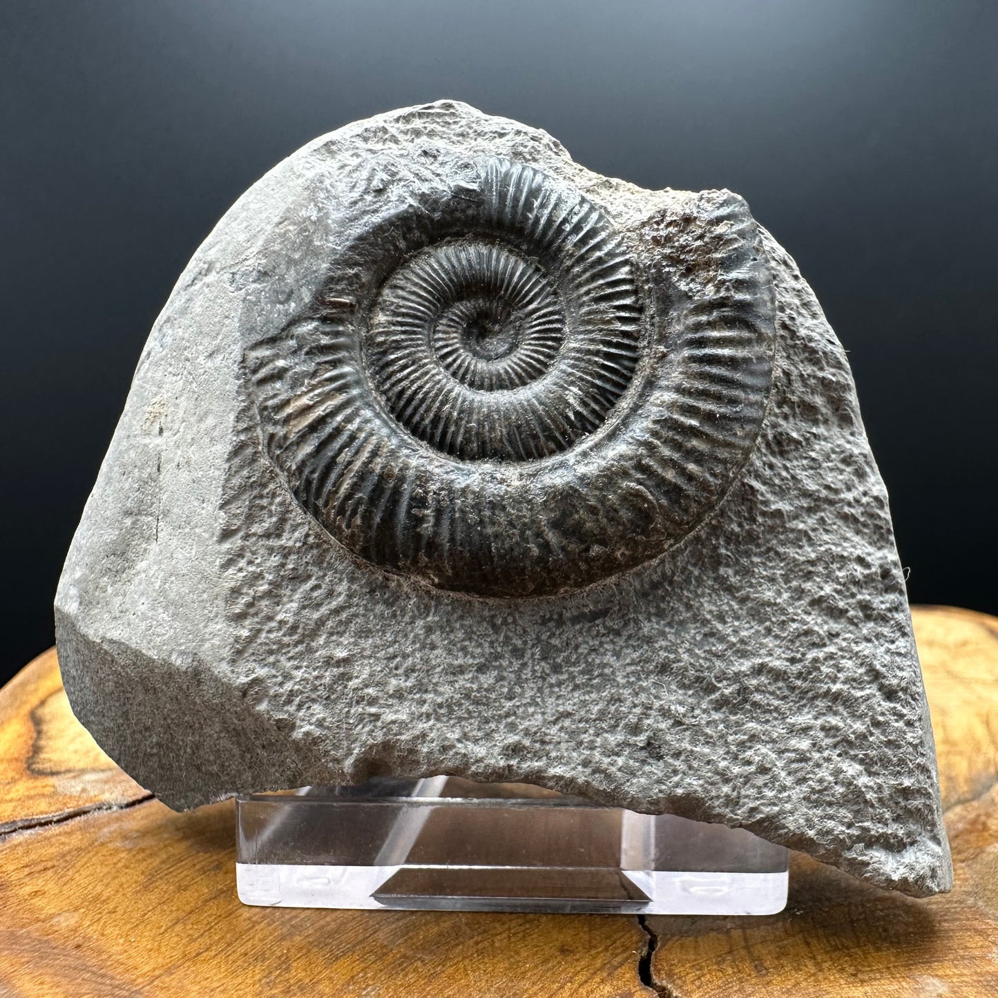 Dactylioceras Ammonite Fossil With box and Stand - Whitby, North Yorkshire Jurassic Coast Yorkshire Fossils