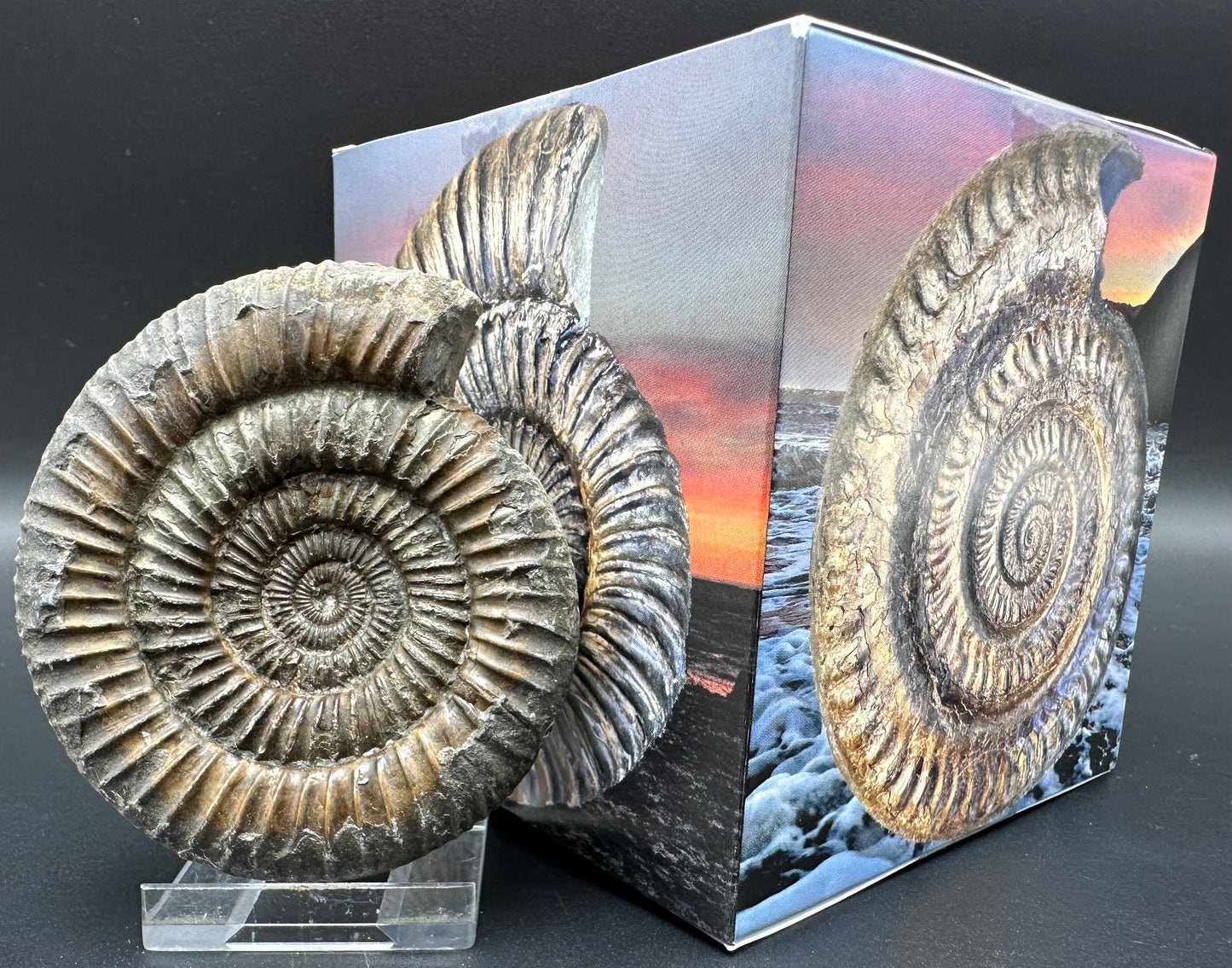 Dactylioceras Ammonite Fossil With Box And Stand - Whitby, North Yorkshire Jurassic Coast Yorkshire Fossils