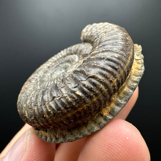 Dactylioceras Ammonite Fossil With box and Stand - Whitby, North Yorkshire Jurassic Coast Yorkshire Fossils