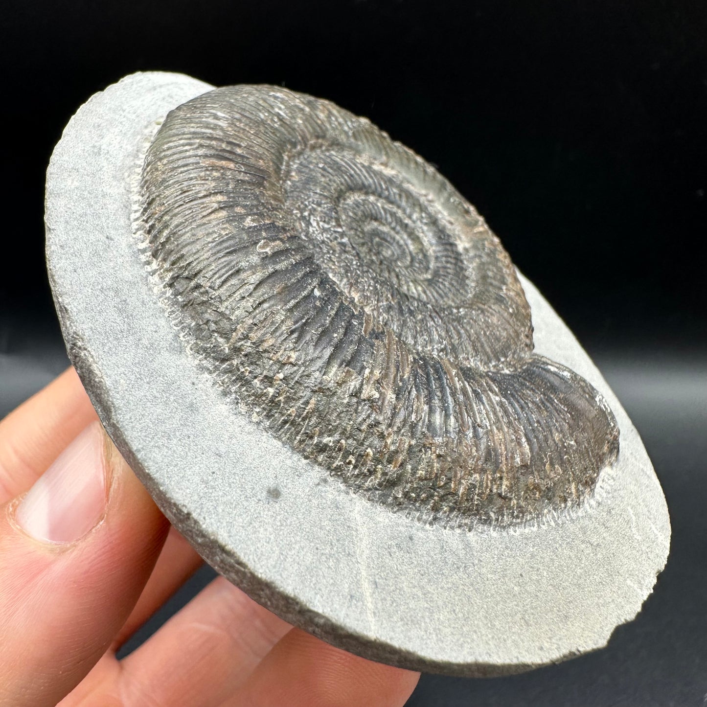 Dactylioceras semicelatum Ammonite fossil with box and stand - Whitby, North Yorkshire Jurassic Coast Yorkshire Fossils