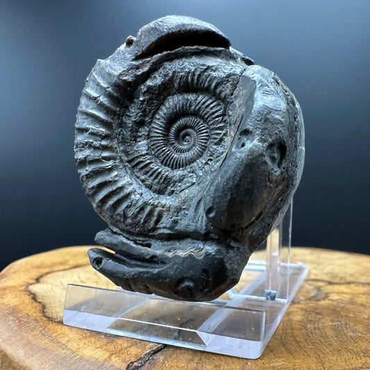 Hydra Snakestone Ammonite Fossil With Bag/Box And Stand - Whitby, North Yorkshire Jurassic Coast Yorkshire Fossils