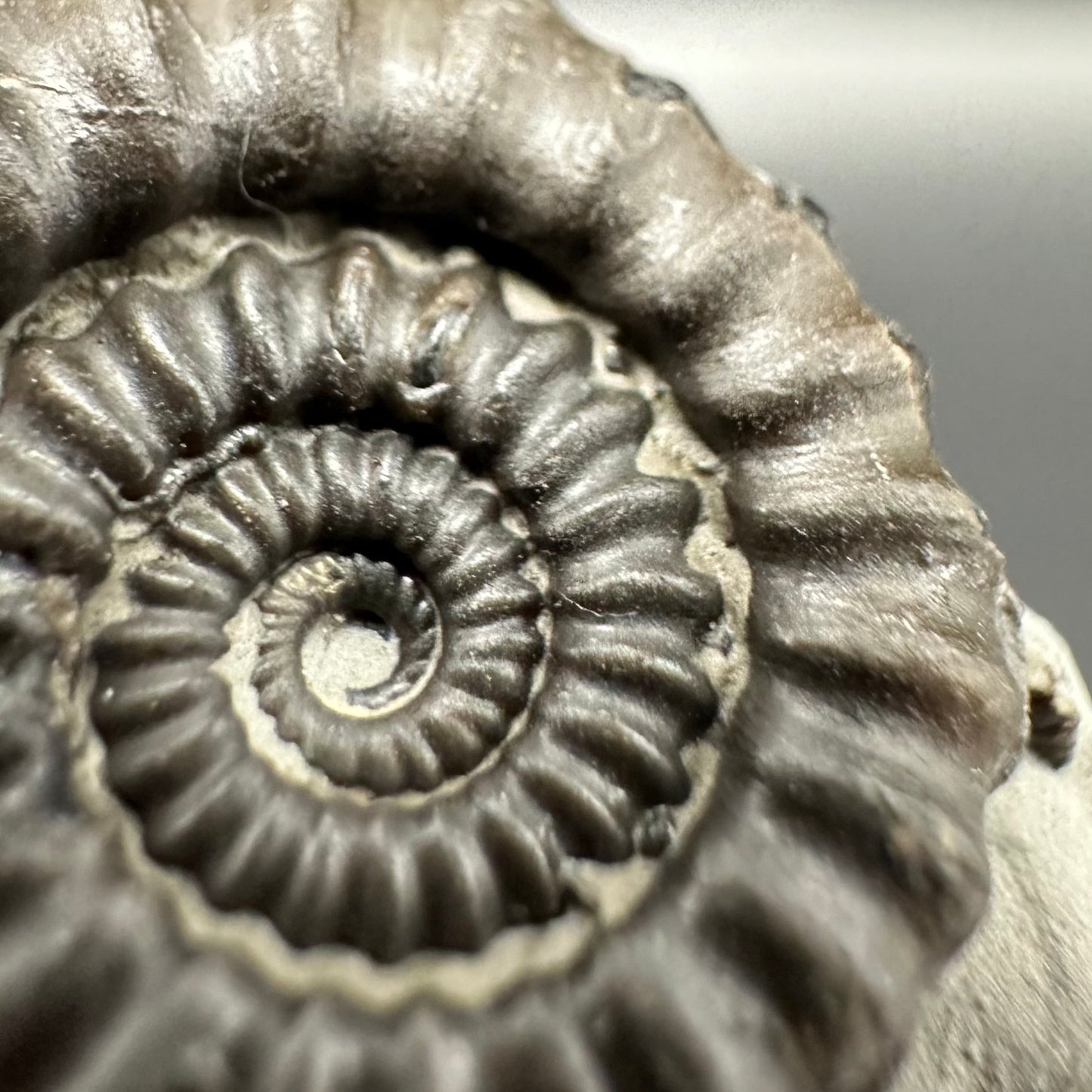 Gagaticeras Ammonite fossil with box and stand - Whitby, North Yorkshire Jurassic Coast Yorkshire Fossils