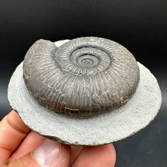Dactylioceras semicelatum Ammonite fossil with box and stand - Whitby, North Yorkshire Jurassic Coast Yorkshire Fossils