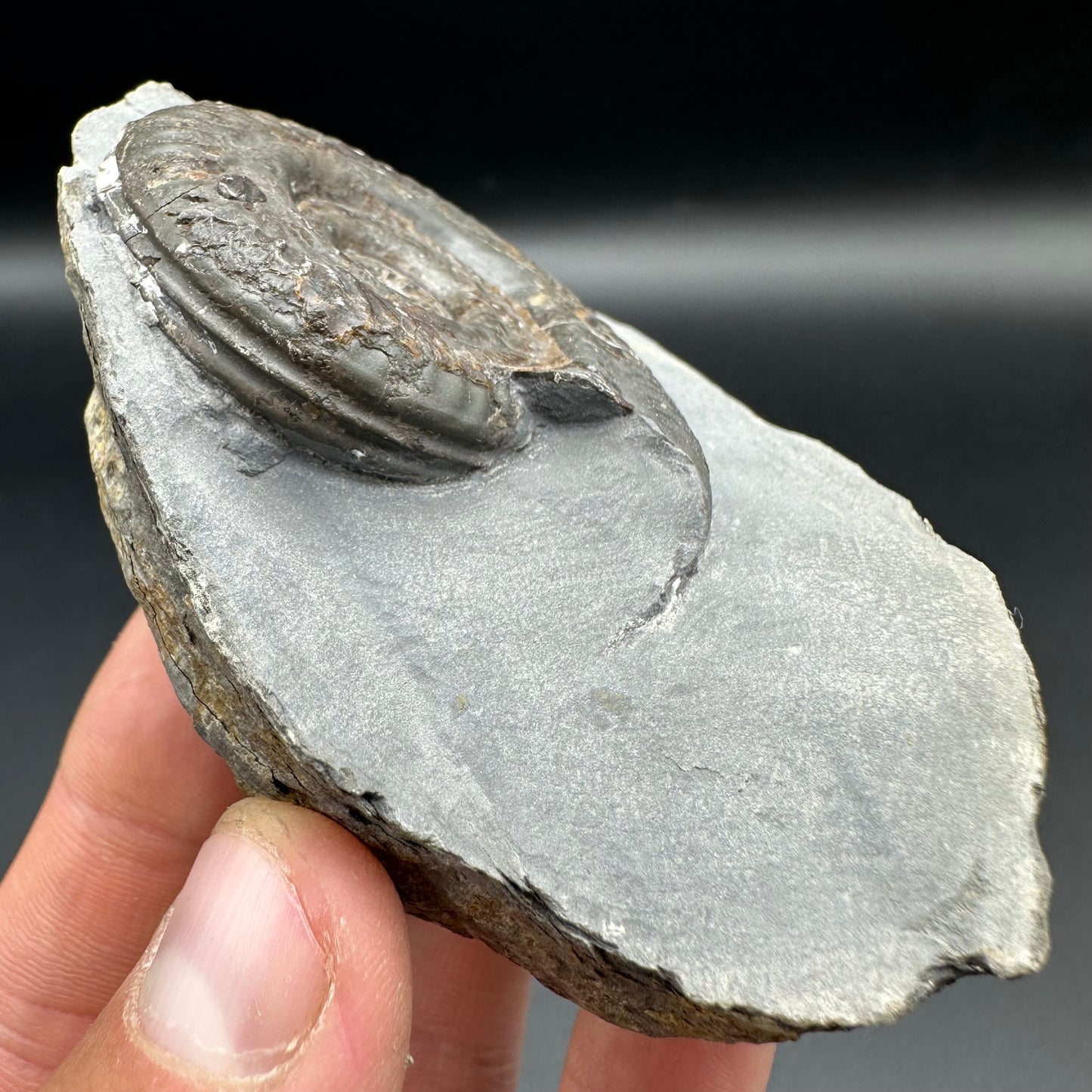 Hildoceras Bifrons ammonite fossil with box and stand - Whitby, North Yorkshire Jurassic Coast Yorkshire Fossils