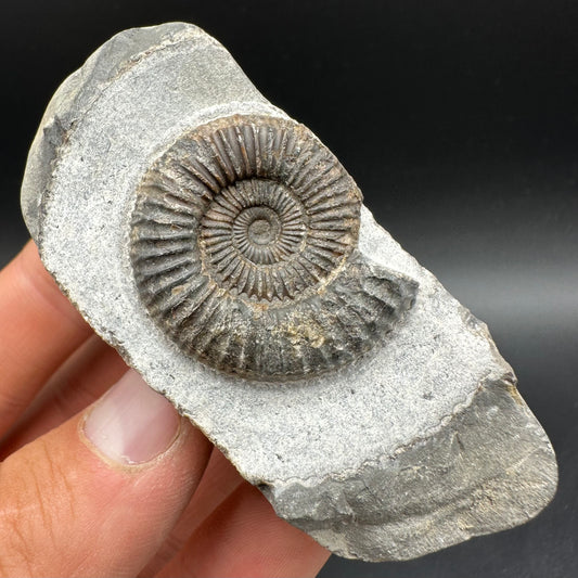Dactylioceras Ammonite Fossil With Box And Stand - Whitby, North Yorkshire Jurassic Coast Yorkshire Fossils