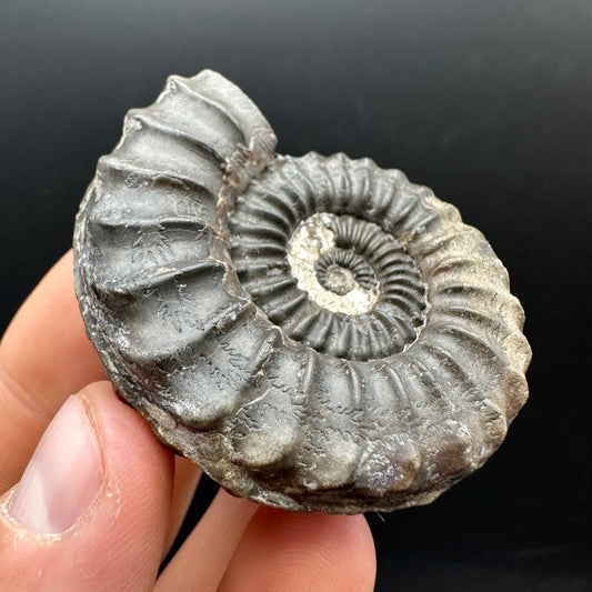 Pleuroceras hawskerense Ammonite fossil with box and stand - Whitby, North Yorkshire Jurassic Coast, Yorkshire fossils