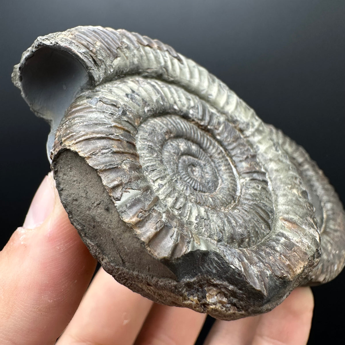 Dactylioceras Ammonite Fossil With Stand - Whitby, North Yorkshire Jurassic Coast Yorkshire Fossils