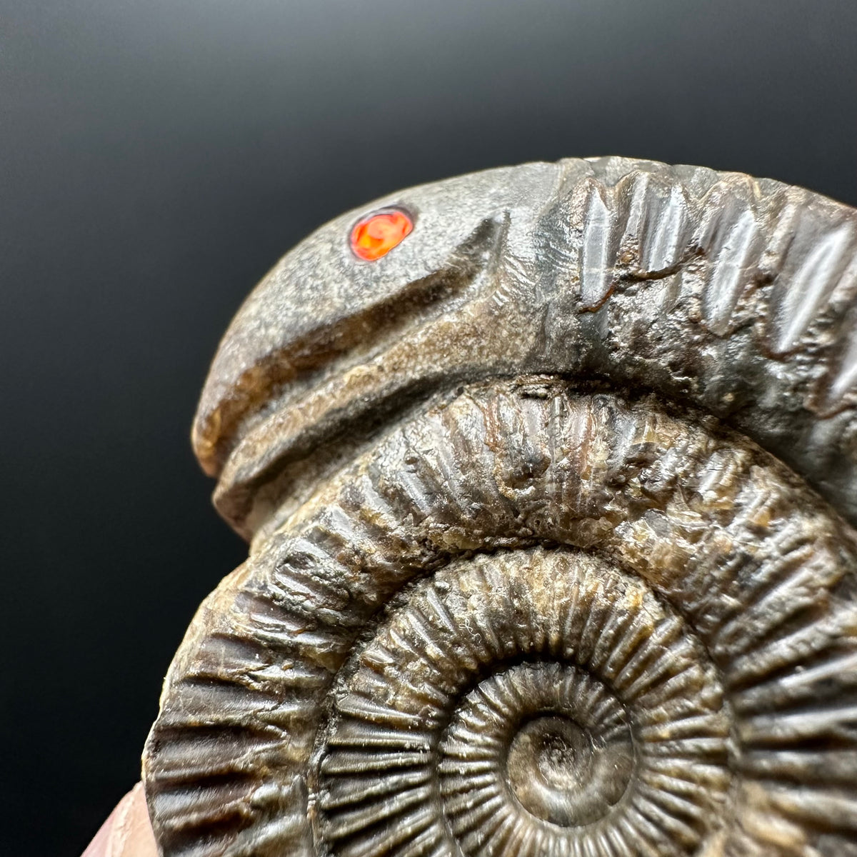 Snakestone Ammonite Fossil With Bag/Box And Stand - Whitby, North Yorkshire Jurassic Coast Yorkshire Fossils