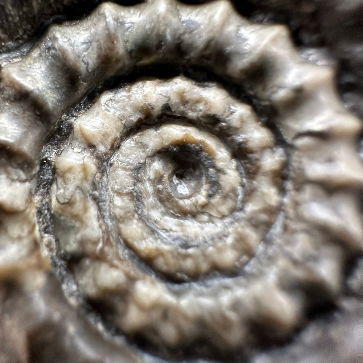 Gagaticeras Ammonite fossil with box and stand - Whitby, North Yorkshire Jurassic Coast Yorkshire Fossils