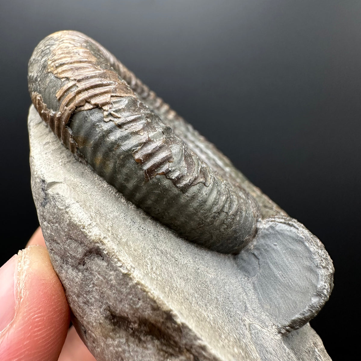 Dactylioceras Ammonite Fossil With box and Stand - Whitby, North Yorkshire Jurassic Coast Yorkshire Fossils