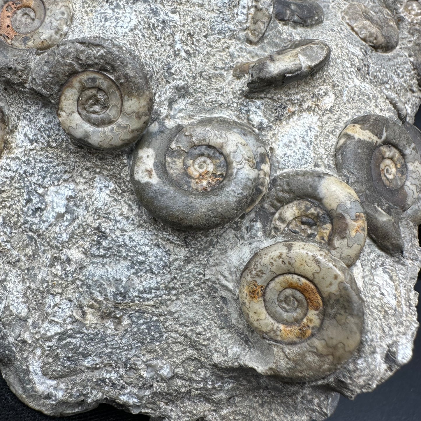 Psiloceras ammonite fossil with box and stand - Whitby, North Yorkshire Jurassic Coast, Yorkshire fossils
