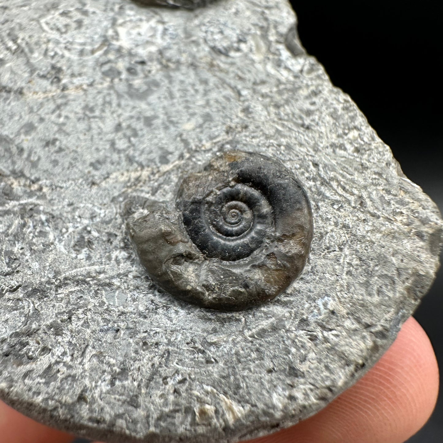 Arnioceras ammonite shell fossil with box and stand - Whitby, North Yorkshire Jurassic Coast Yorkshire Fossils