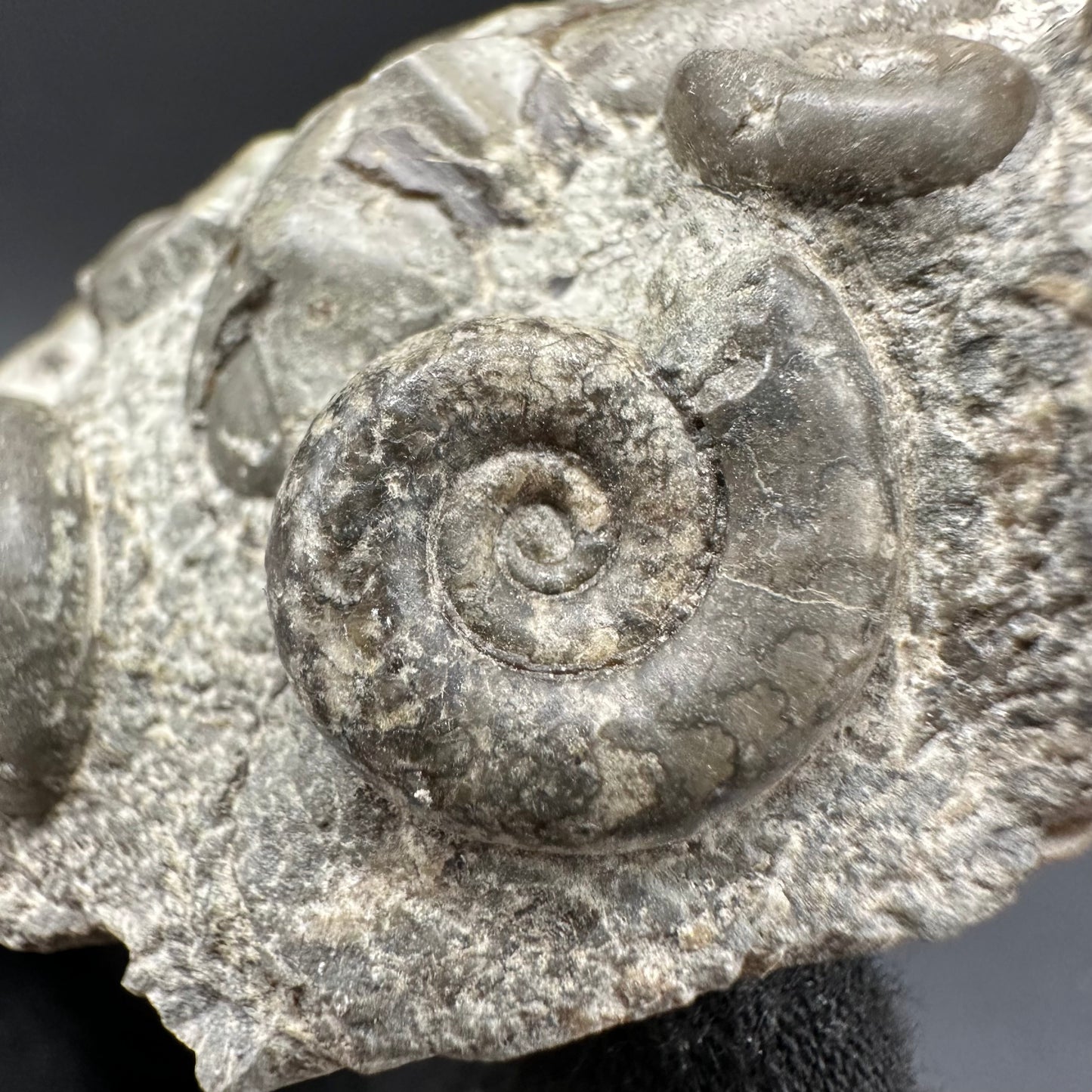 Psiloceras ammonite fossil with box and stand - Whitby, North Yorkshire Jurassic Coast, Yorkshire fossils