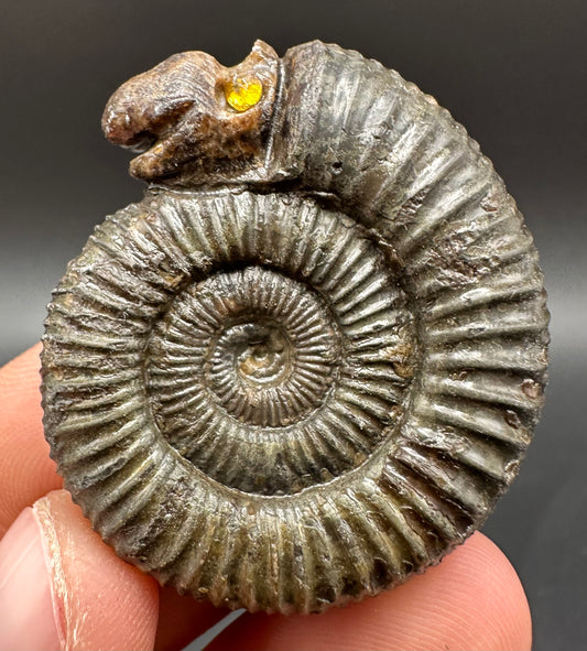 Snakestone Ammonite Fossil With Bag/Box And Stand - Whitby, North Yorkshire Jurassic Coast Yorkshire Fossils