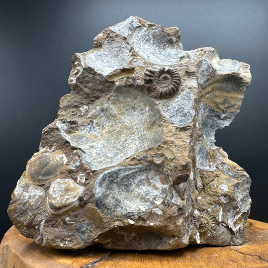 Androgynoceras capricornus Ammonite Fossil With Stand - Whitby, North Yorkshire Jurassic Coast Yorkshire Fossils
