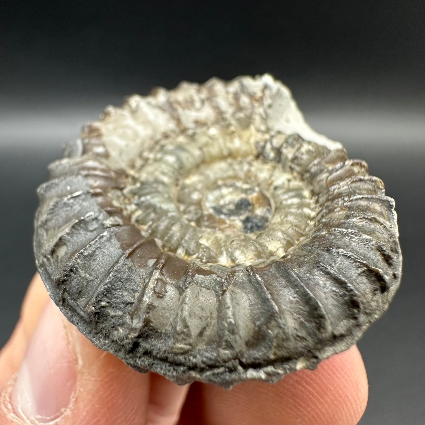 Arnioceras ammonite shell fossil - Whitby, North Yorkshire Jurassic Coast Yorkshire Fossils