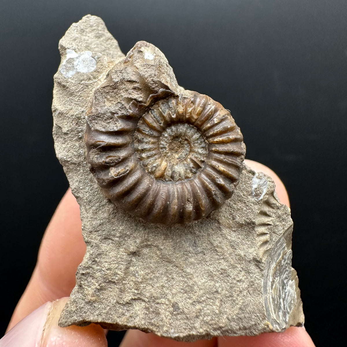 Androgynoceras capricornus Ammonite Fossil With Stand - Whitby, North Yorkshire Jurassic Coast Yorkshire Fossils