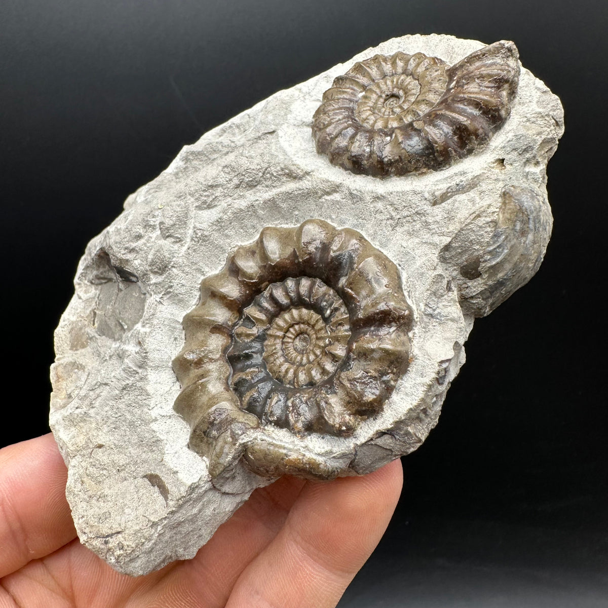 Androgynoceras maculatum ammonite fossil with stand - Whitby, North Yorkshire Jurassic Coast Yorkshire Fossils
