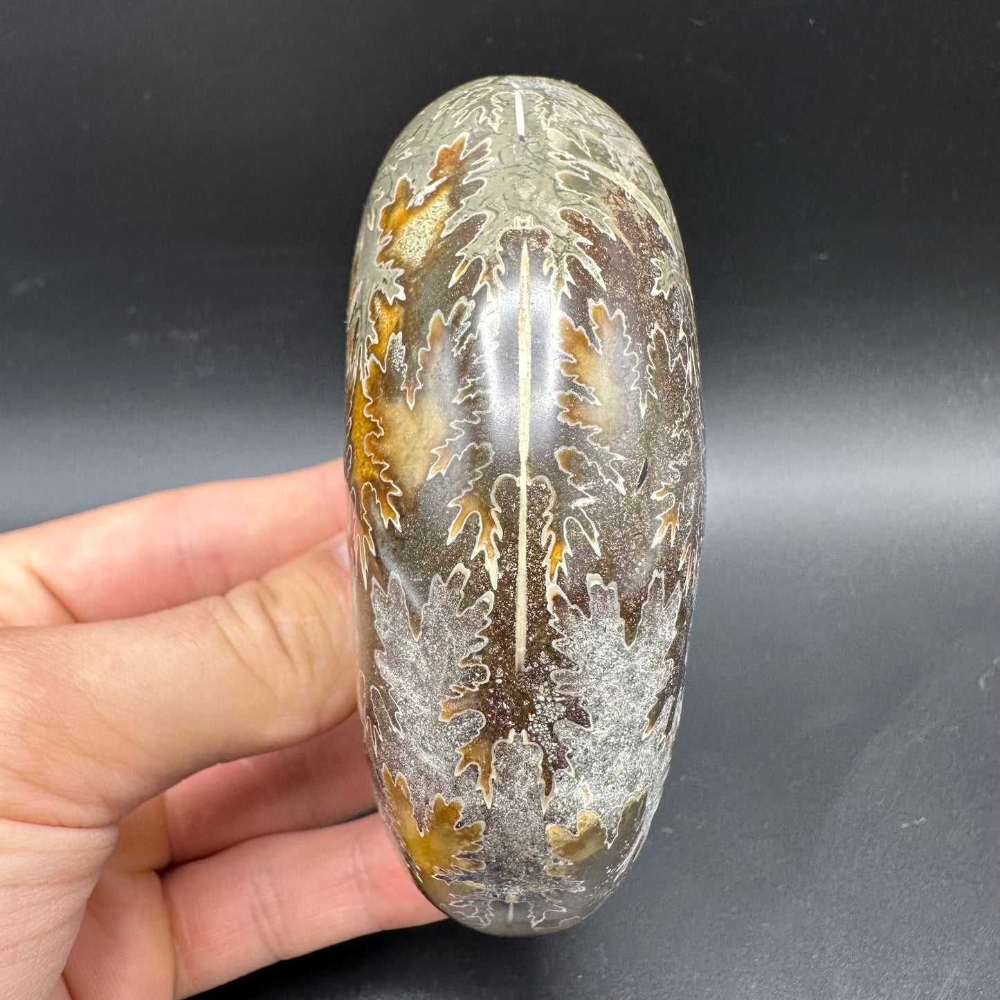 Puzosia Ammonite Fossil With Box And Stand - Cretaceous Ammonite Madagascar