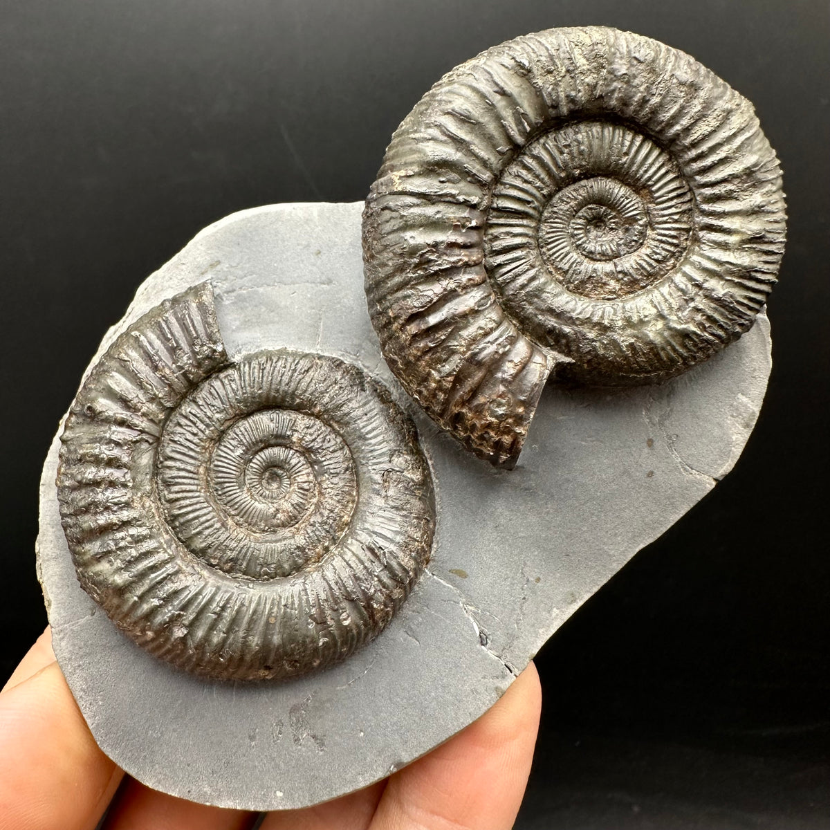 Peronoceras fibulatum Ammonite fossil with box and stand - Whitby, North Yorkshire Jurassic Coast Yorkshire Fossils