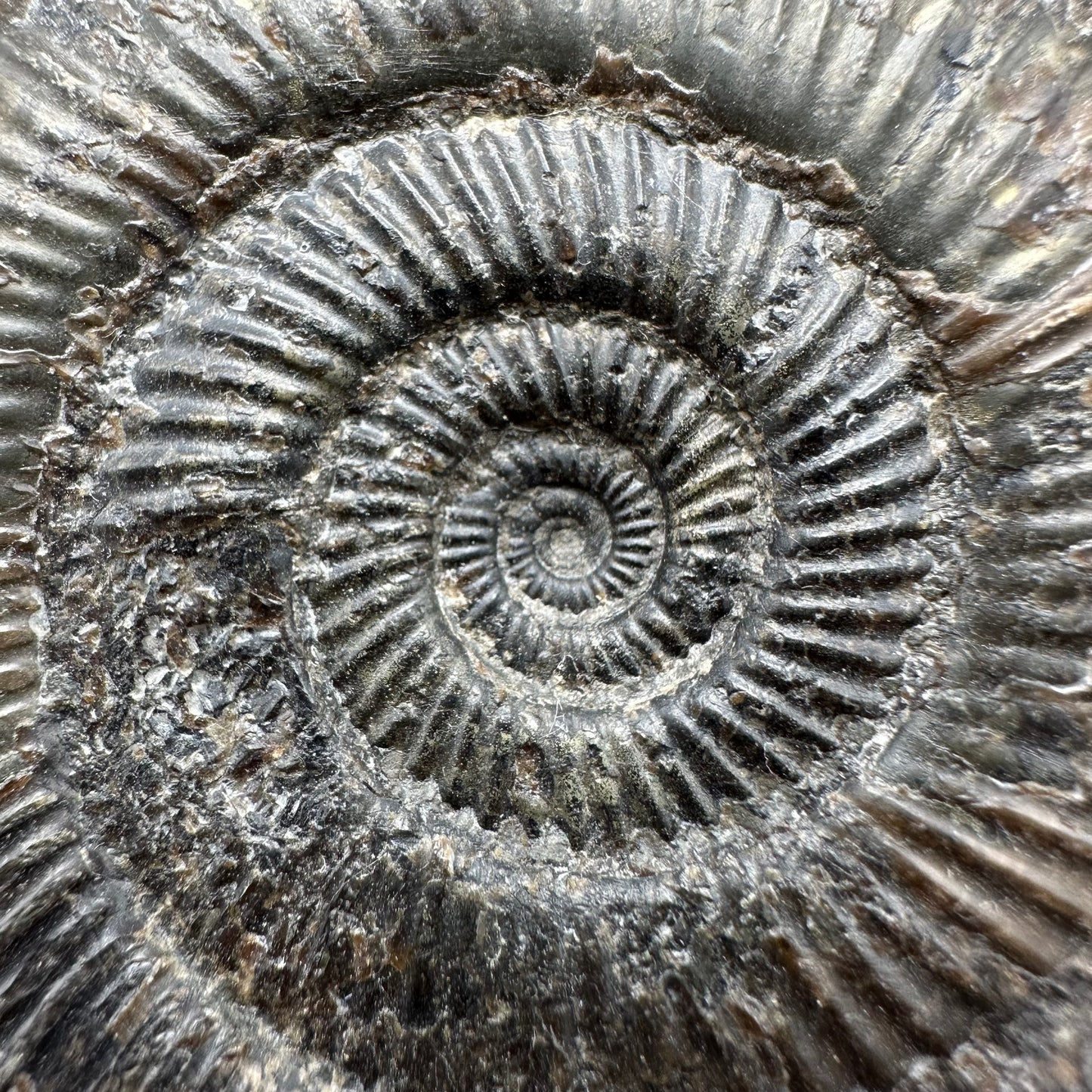 Dactylioceras semicelatum Ammonite fossil with box and stand - Whitby, North Yorkshire Jurassic Coast Yorkshire Fossils