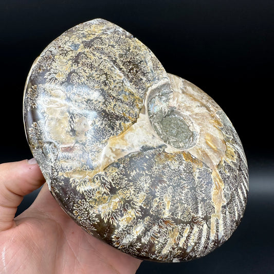 Cleoniceras Ammonite Fossil With Stand - Cretaceous Ammonite Madagascar