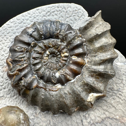Androgynoceras maculatum ammonite fossil with box and stand - Whitby, North Yorkshire Jurassic Coast Yorkshire Fossils