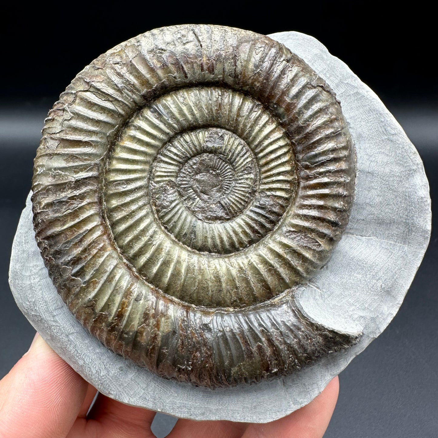 Dactylioceras Ammonite Fossil With Box And Stand - Whitby, North Yorkshire Jurassic Coast Yorkshire Fossils